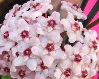 Butterfly Plant Tropical Hanging Basket Scented Flowers pink Flowers Hoya carnosa Hindu Rope Wax Plant Milkweed Plant