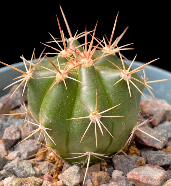 Ferocactus Pottsii 4, Round Flowering Cactus, Barrel Cactus