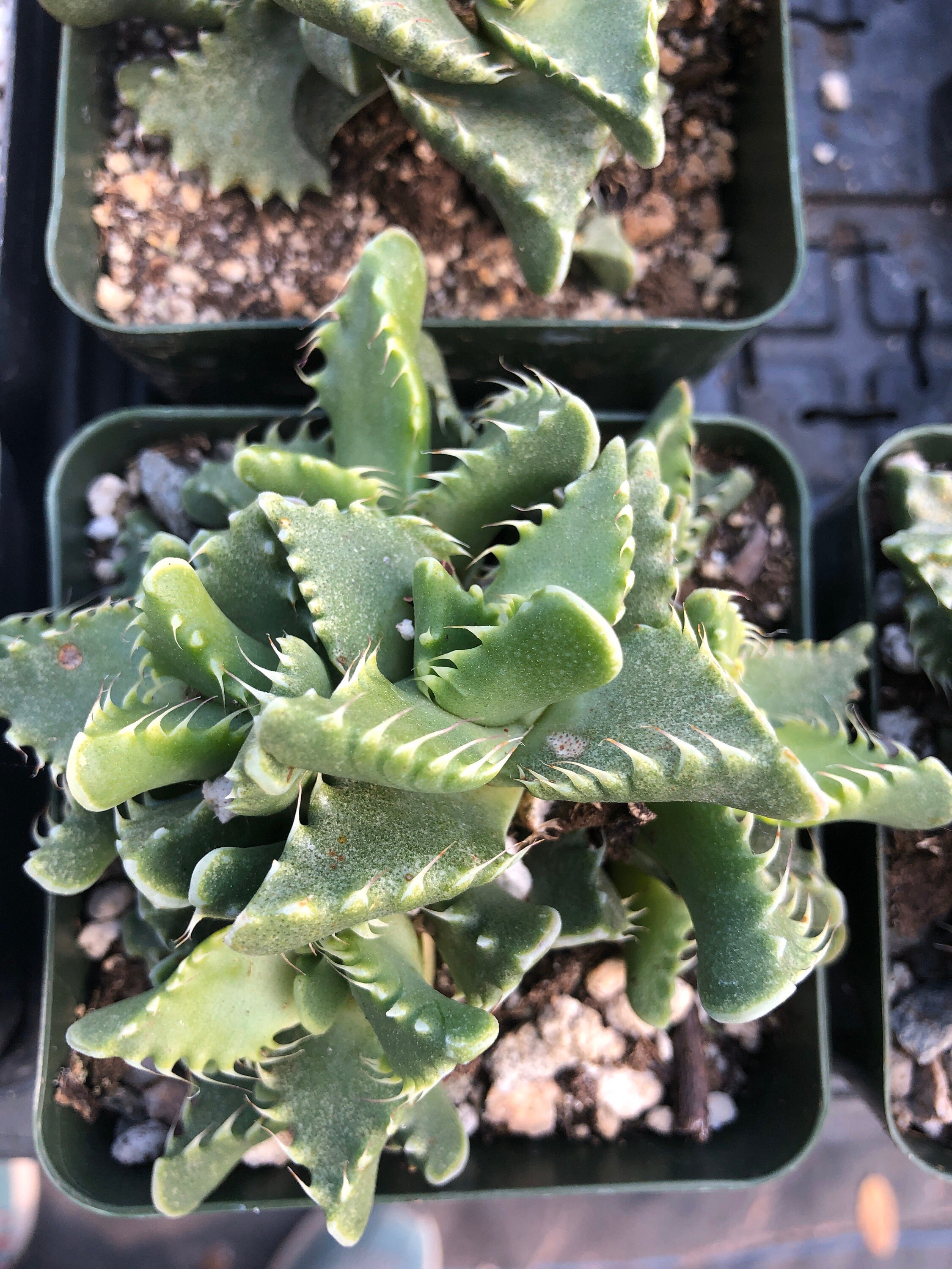 Faucaria tuberculosa Tiger Jaw succulent plant yellow Etsy