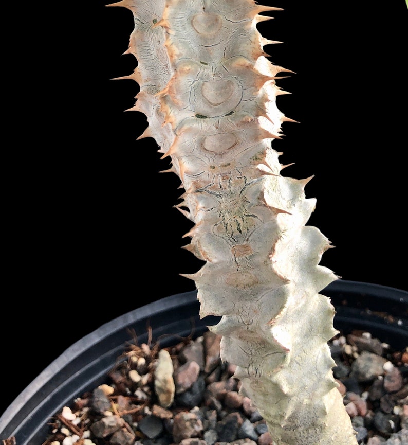 Euphorbia perrieri 6/1 gallon , Madagascar caudex rare succulent plant, cactus, bonsai, exotic plant, 1 gallon size, large image 2