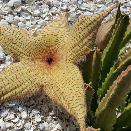 Stapelia gigantea, Starfish flower, starfish cactus, carrion flower, stapeliad, corpse flower, succulent plant, easy succulent plants