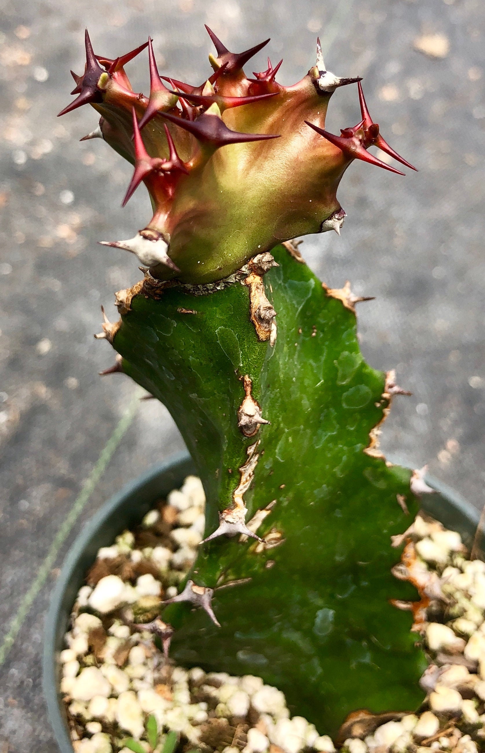 Image result for Euphorbia tortilis