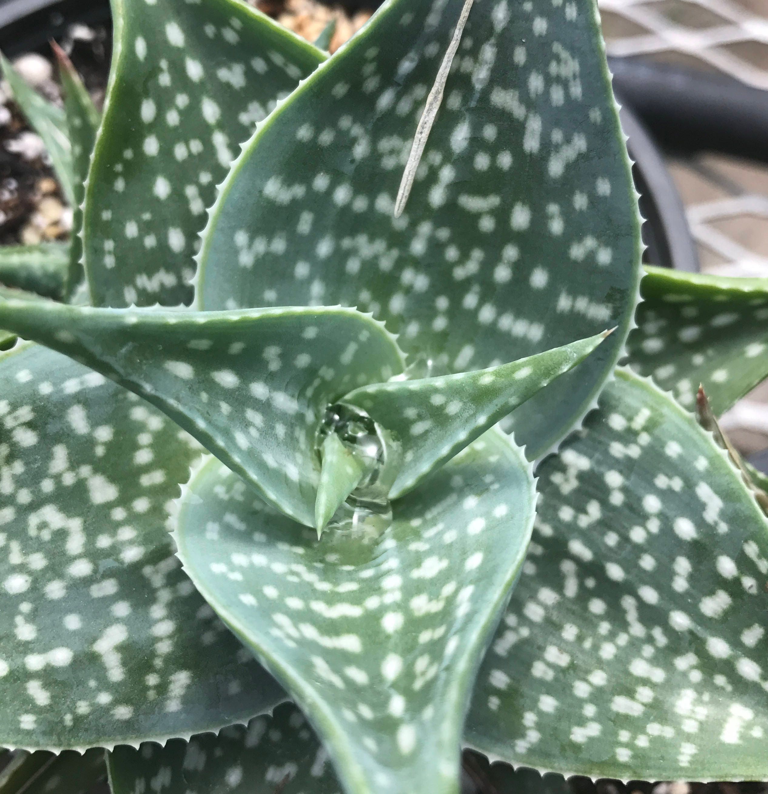 Spotted Aloe - Etsy