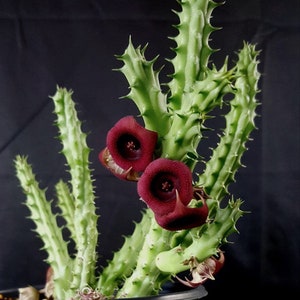 Huernia schneideriana 3", Red Dragon, rare stapeliad milkweed, carrion flower, rare succulent plant, huernia orbea