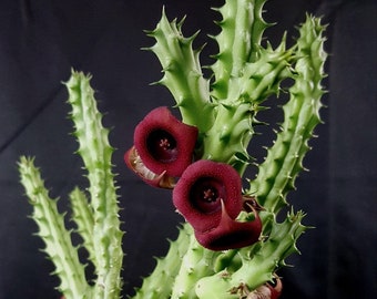 Huernia schneideriana 3", Red Dragon, rare stapeliad milkweed, carrion flower, rare succulent plant, huernia orbea