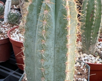 Pilosocereus azureus 4", blue torch cactus, rare succulent 4 inch pot size, nice tall blue cactus