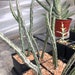 see more listings in the Small Succulents section