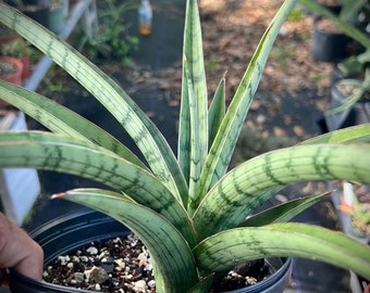Sansevieria cv 'Fenomenal' 6"/1 gallon, snake plant, Mother in Law Tongue, easy care plant,