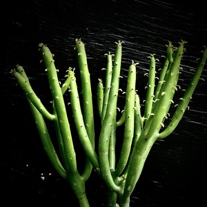 Euphorbia alluaudii 4", formerly leucodendron, Pencil Cactus, leafless Euphorbia, Exotic plant