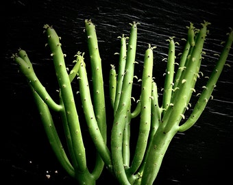 Euphorbia alluaudii 4", formerly leucodendron, Pencil Cactus, leafless Euphorbia, Exotic plant