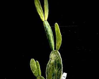 Opuntia cochenillifera variegated paddle cactus, nopal cactus, rare succulent plant, rare cactus plants, 1 gallon size