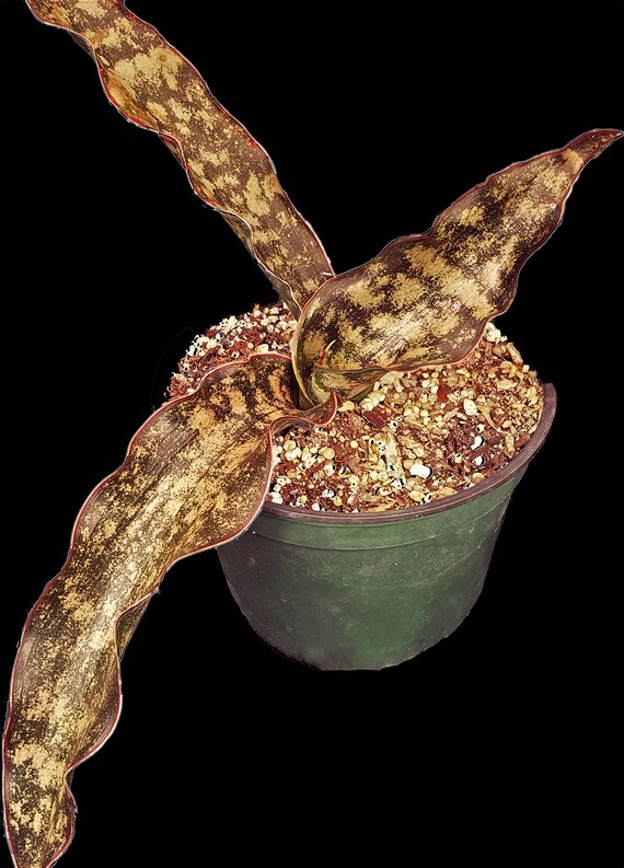 Large rare coppertone Sansevieria