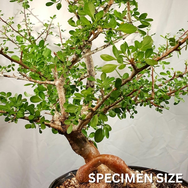 Bursera fagaroides 1 gallon/6", rare bonsai tree, succulent plant, Frankincense Tree, Palo Santo