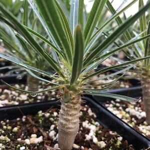 Pachypodium rosulatum gracilis 3, Madagascar palm, rare succulent plant, caudex, bonsai, 3 pot size image 1