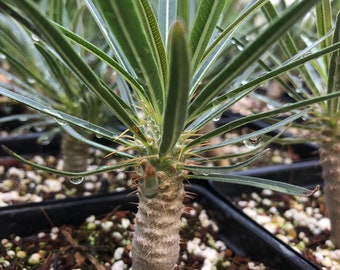 Pachypodium rosulatum gracilis 3", Madagascar palm, rare succulent plant, caudex, bonsai, 3" pot size
