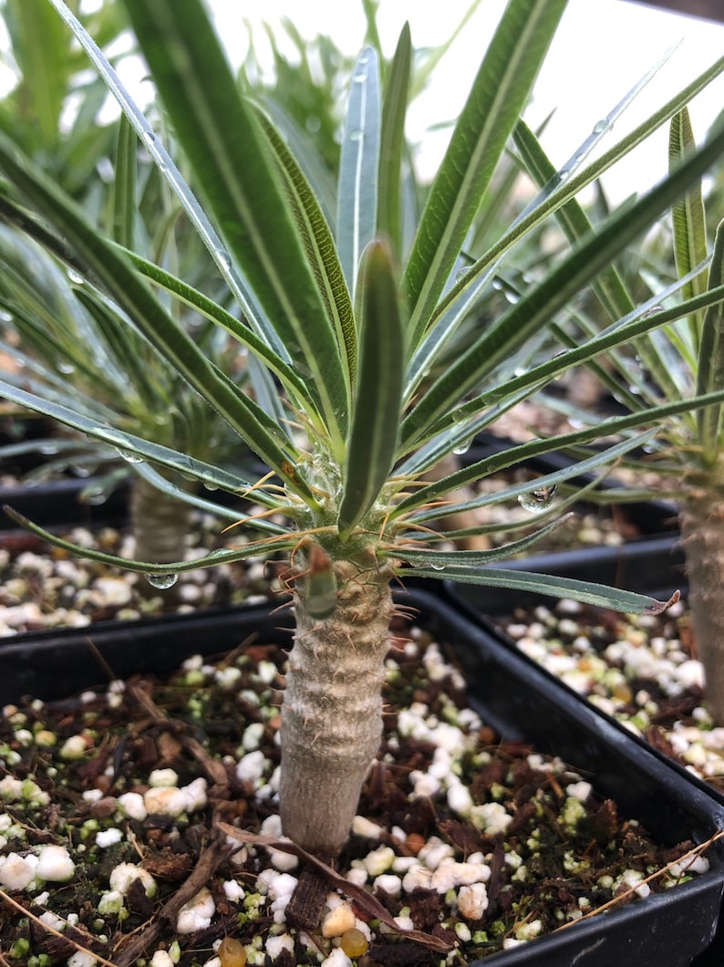 Pachypodium rosulatum gracilis 3, Madagascar palm, rare succulent plant, caudex, bonsai, 3 pot size image 1