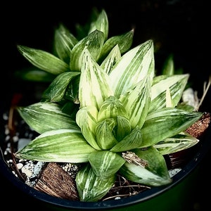 Haworthia cymbiformis variegated 4"