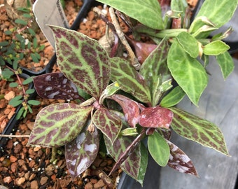 Monadenium stoloniferum, 3" pot size, (Euphorbia neostolonifera), pink leaves, Vining caudex plant, exotic plant