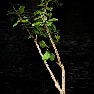 Commiphora wightii 4" pots Seed Grown, rare bonsai tree, gugul, or Mukul myrrh tree, endangered species, holy tree
