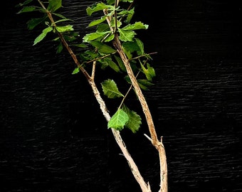 Commiphora wightii 4" pots Seed Grown, rare bonsai tree, gugul, or Mukul myrrh tree, endangered species, holy tree