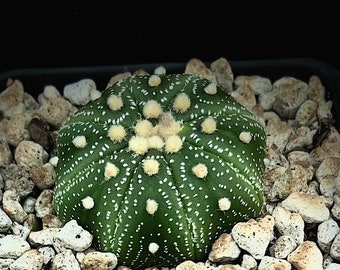 Astrophytum asterias 4", Super Kabuto Ooibos, Japanese cactus hybrid, Pincushion Cactus, yellow flowers, succulent cacti plant