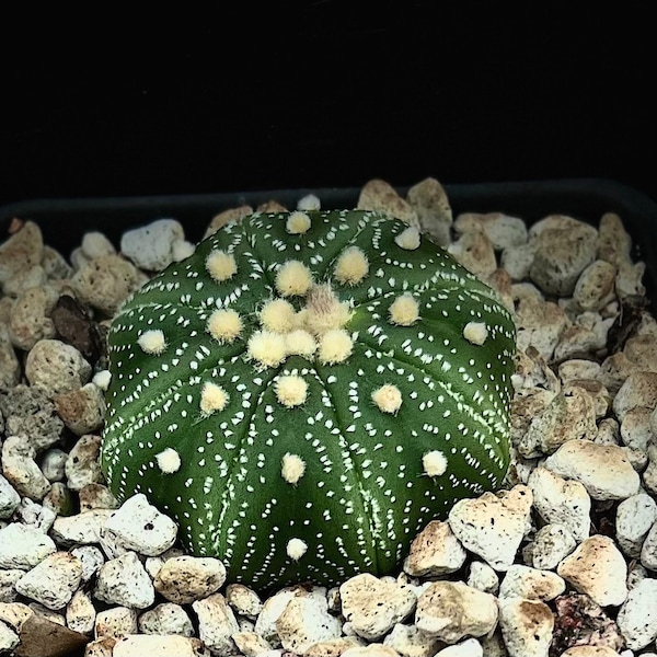 Astrophytum asterias 4", Super Kabuto Ooibos, Japanese cactus hybrid, Pincushion Cactus, yellow flowers, succulent cacti plant