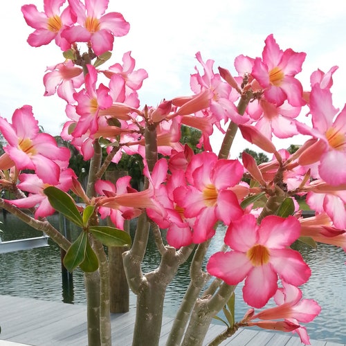 Desert Rose Adenium Obesum Pink Flowers Caudex Rare Etsy