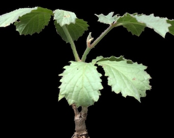 Cyphostemma hardyi 4", caudex rare succulent plant, bonsai, exotic plant, like fockea, dioscorea