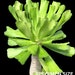 see more listings in the Euphorbia section