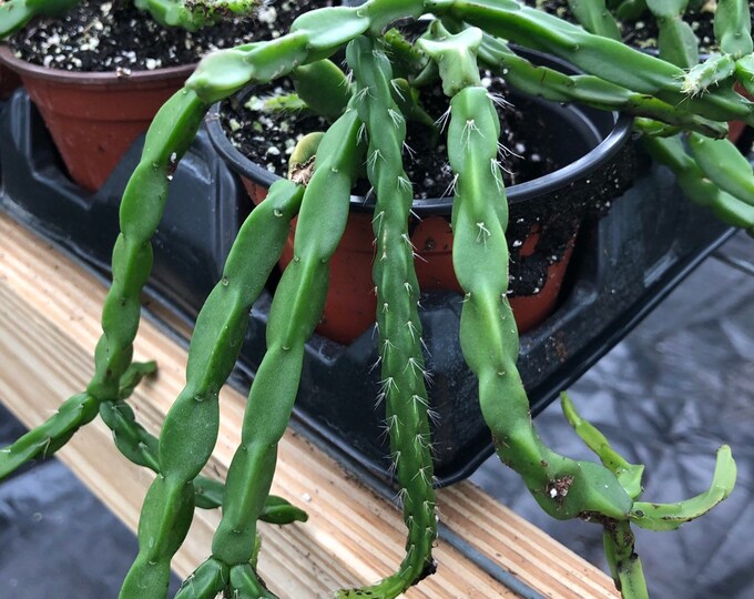 Rhipsalis Paradoxa White Yellow Flowers Epiphyllum Cactus Etsy