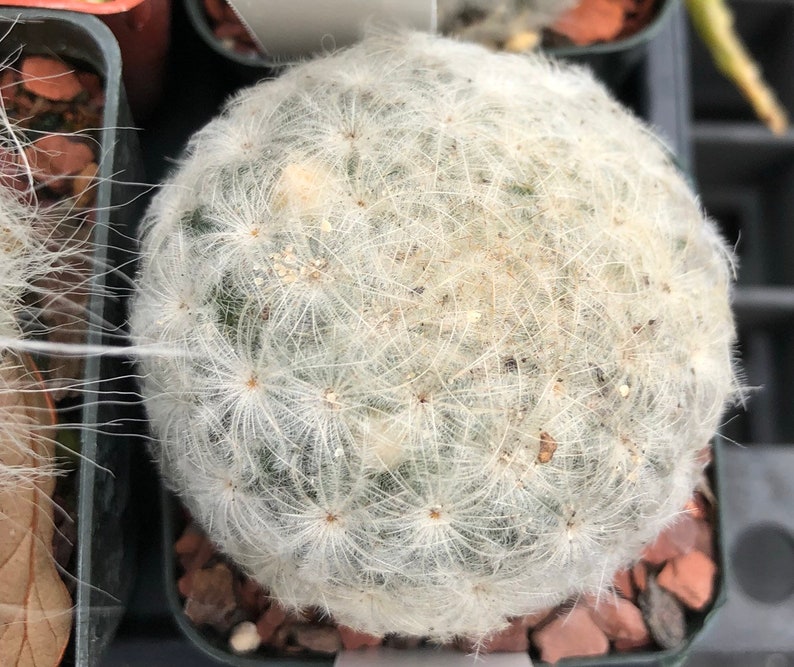 Mammillaria plumosa cute fuzzy dwarf flowering cactus | Etsy