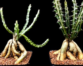Euphorbia knuthii 4", Mozambique caudex rare succulent plant, cactus, bonsai, exotic plant