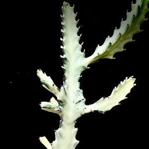 Euphorbia Lactea 'Gray Ghost', Dragon Bones Cactus Tree, Candelabra Cactus, Branched, Nice Plants