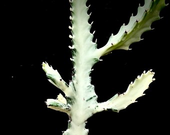 Euphorbia Lactea 'Gray Ghost', Dragon Bones Cactus Tree, Candelabra Cactus, Branched, Nice Plants