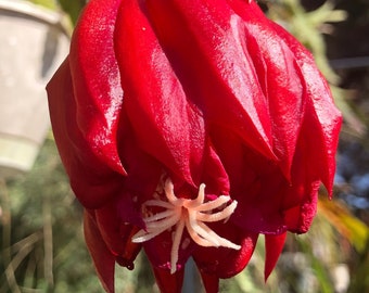 Epiphyllum Bright Red 4" Night Blooming Orchid Cactus