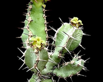 Euphorbia keithii 4", nice rooted cutting, Blue succulent, Candleabra euphorbia rare succulent plant