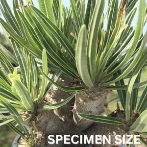 Pachypodium rosulatum gracilis 3, Madagascar palm, rare succulent plant, caudex, bonsai, 3 pot size image 2