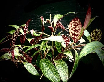 Aeschynanthus longicaulis 4", Black Pagoda Lipstick Vine, yellow flowers, gesneriad, live house plant