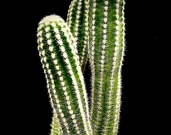 Echinopsis chamaecereus cv Rose Quartz 3", Easter Lily cactus, round flowering cactus, tiny dwarf cactus, succulent plant