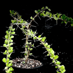 Alluaudia humbertii 4" pot, like ocotillo, Madagascar caudex rare succulent plant, bonsai, exotic plant,