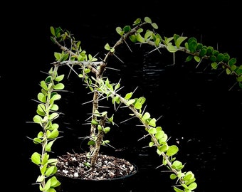 Alluaudia humbertii 4" pot, like ocotillo, Madagascar caudex rare succulent plant, bonsai, exotic plant,