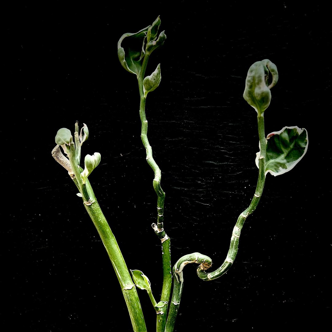 Pedilanthus Macrocarpus Monstrose 5, Variegated Devil's Walking Stick