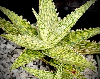 Aloe hybrid 'White Lightning' 4", succulent hybrid, beautiful colored aloe, rare succulent plant, fairy garden