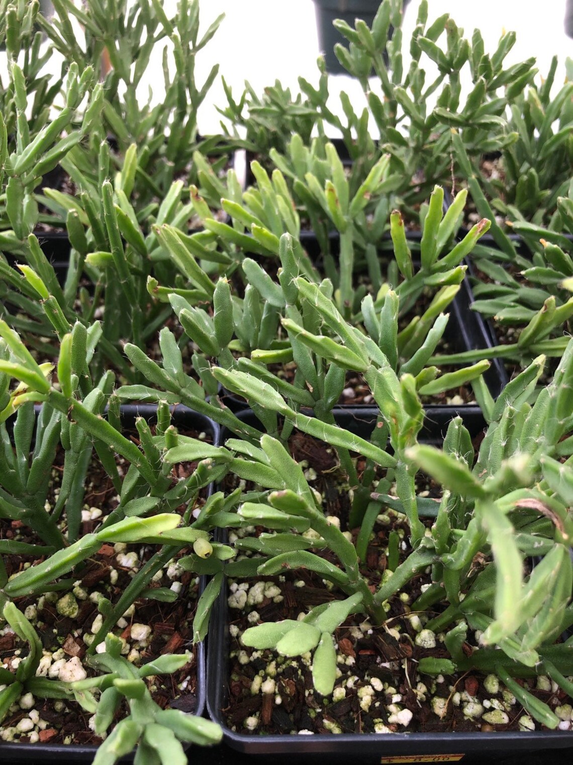 Rhipsalis Ewaldiana White Yellow Flowers Epiphyllum Coral Etsy