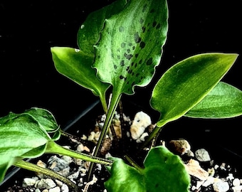 Ledebouria petiolata 3", aka Drimiopsis maculata, geophytic, drought tolerant, shade loving bulb