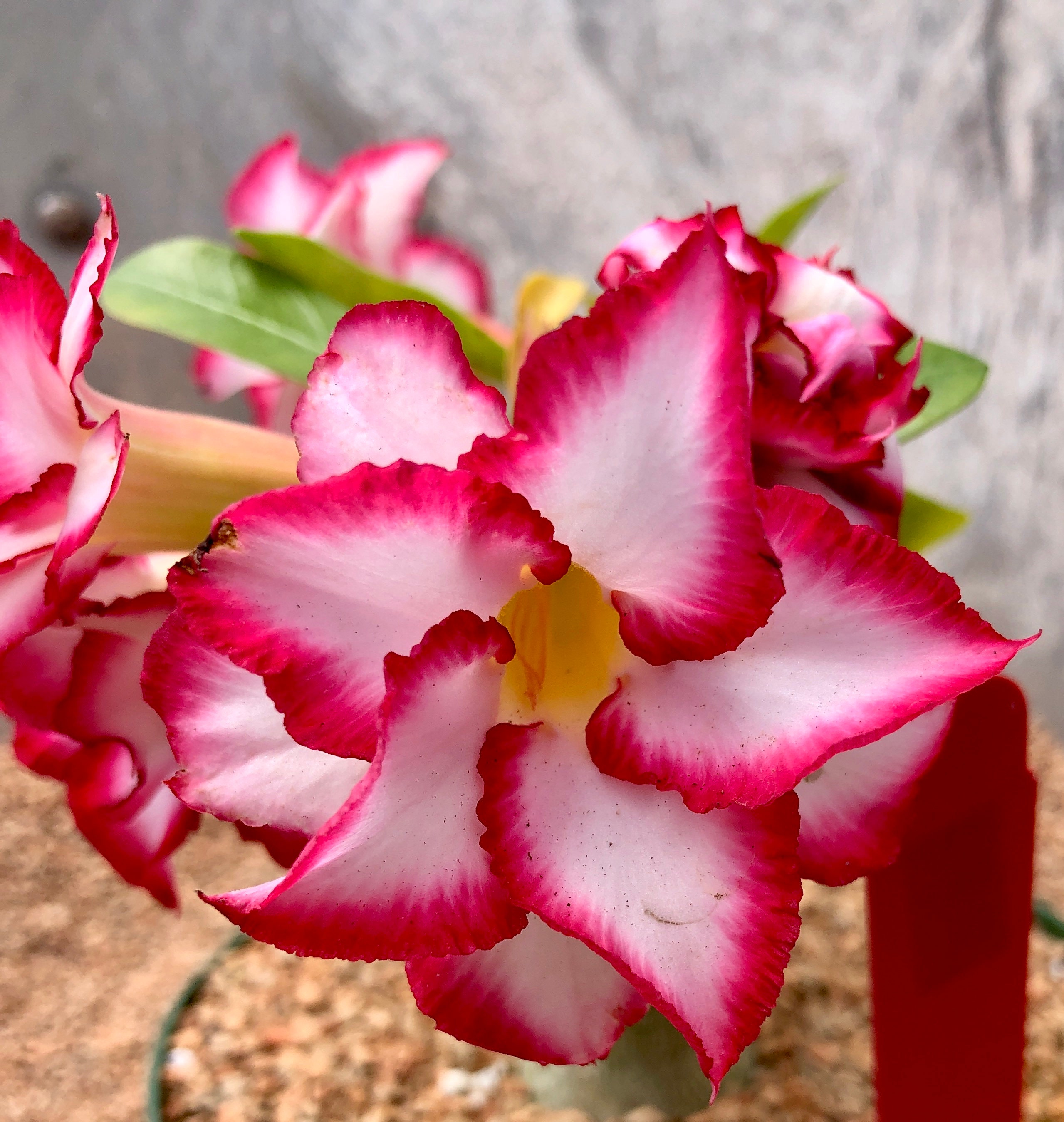 Albums 98+ Images pictures of desert rose flowers Full HD, 2k, 4k