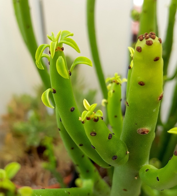 Euphorbia Alluaudii formerly Leucodendron Pencil Cactus - Etsy Euphorbia Alluaudii formerly Leucodendron Pencil Cactus - Etsy
