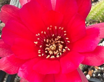 Echinopsis chamaecereus Rose Quartz, Peanut Cactus, Easter Lily cactus, round flowering cactus, tiny dwarf cactus, succulent plant