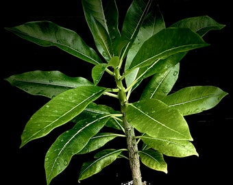 Pachypodium rutenbergianum v meridionale 6"/1 gallon pot size, Madagascar palm, rare succulent plant