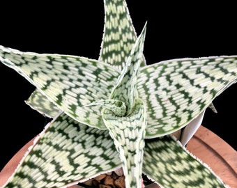 Aloe hybrid 'Delta Lights' 4", succulent hybrid, rare succulent plant, fairy garden, Fantasy aloe hybrid